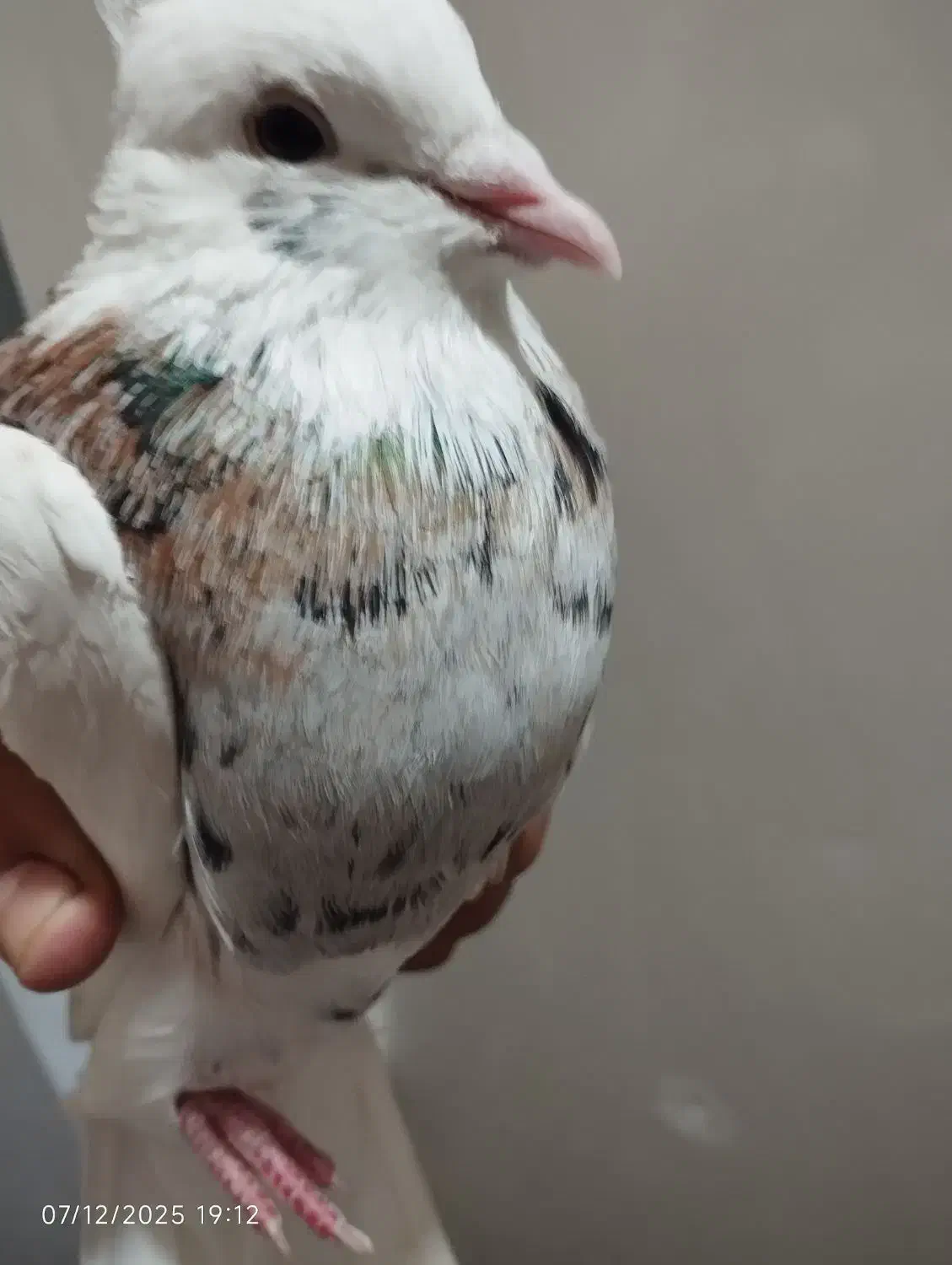 توقی اصل|پرنده|آغاجاری, |دیوار