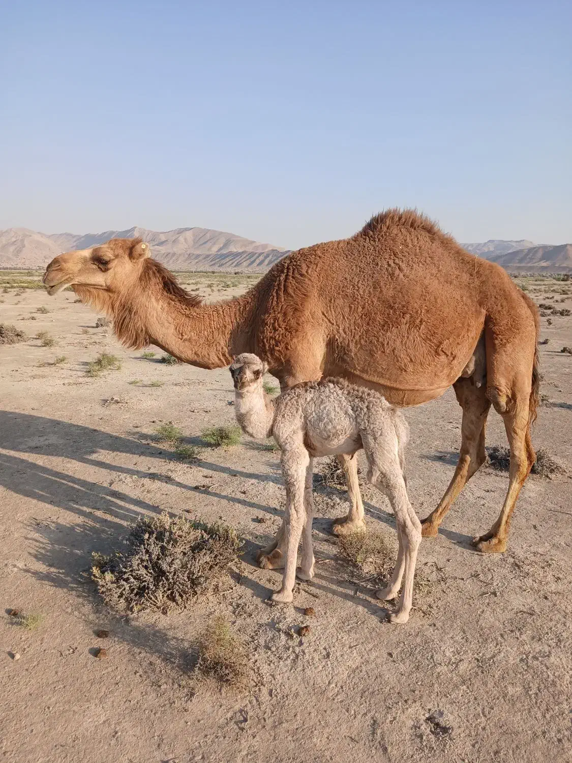 فروش شتر|حیوانات مزرعه|قیروکارزین, |دیوار