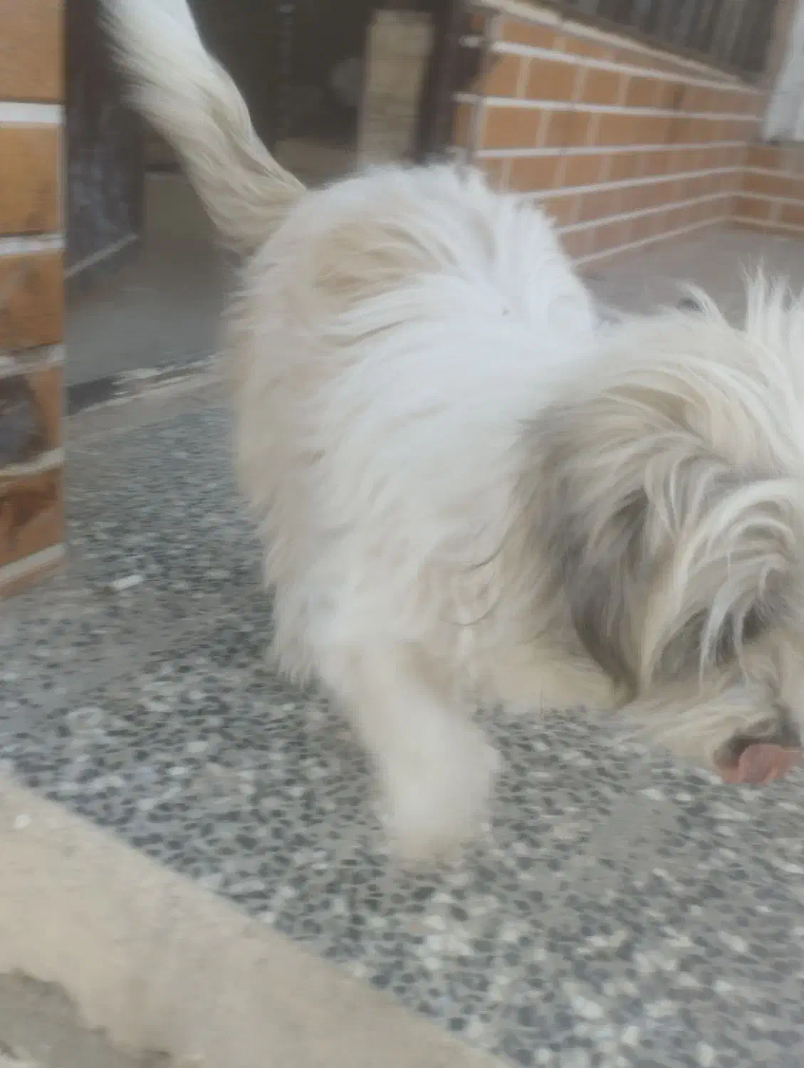 پاپی نر|سگ|فلاورجان, |دیوار