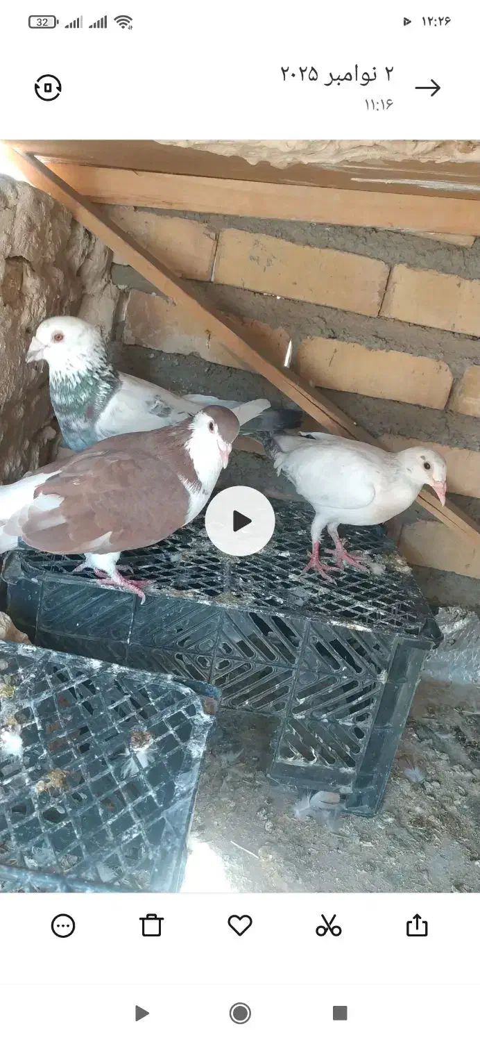 کفتر|پرنده|تایباد, |دیوار