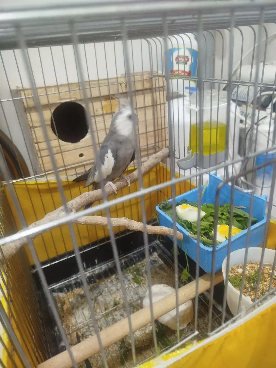 عروس هلندی وایت فیس مولد تضمینی|پرنده|بانه, |دیوار