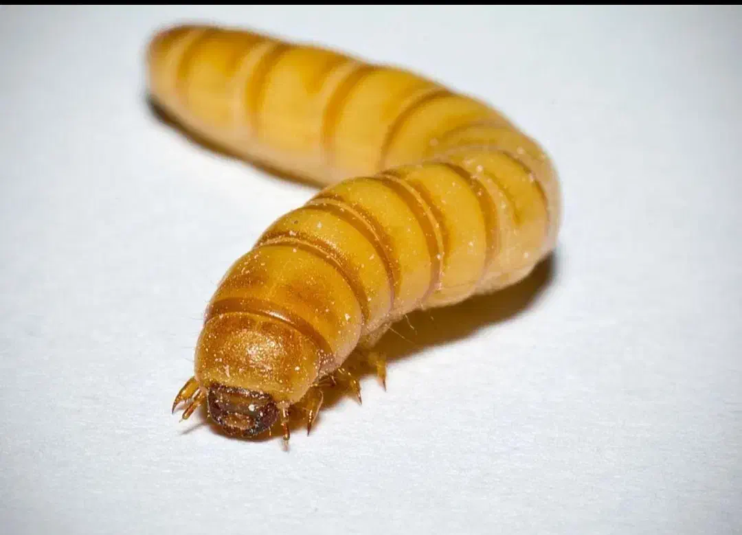 فروش کرم میلورم بصورت عمده وخورده|خزنده|مراغه, |دیوار