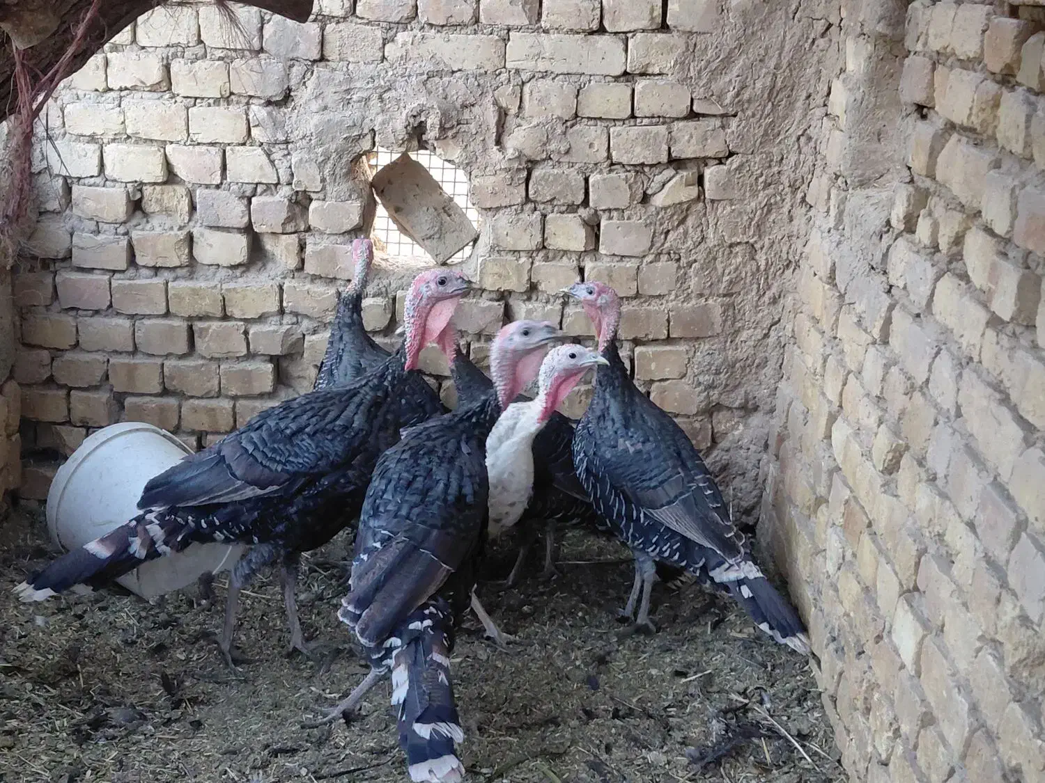 بوقلمون|حیوانات مزرعه|رودشت (اصفهان), |دیوار