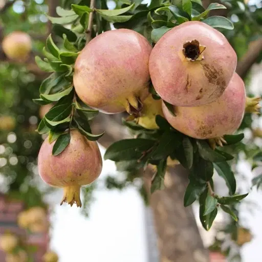 انار|خوردنی و آشامیدنی|اردکان, |دیوار