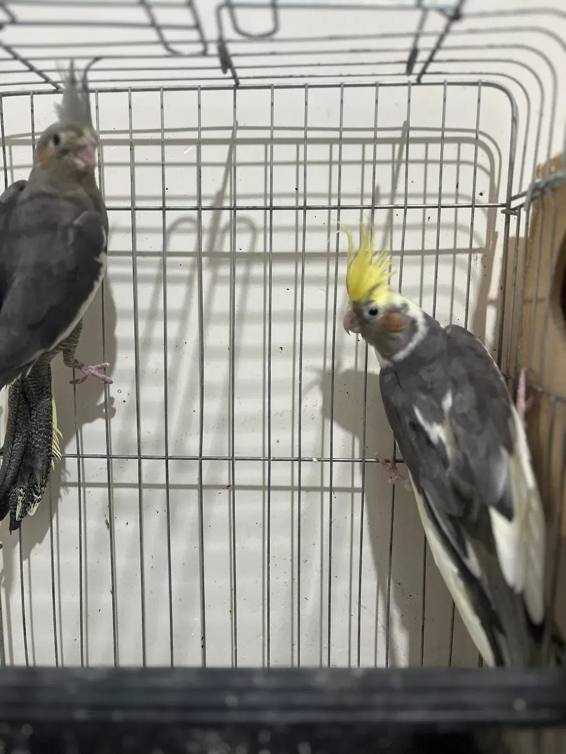 عروس هلندی با جوجه|پرنده|قم, بنیاد|دیوار