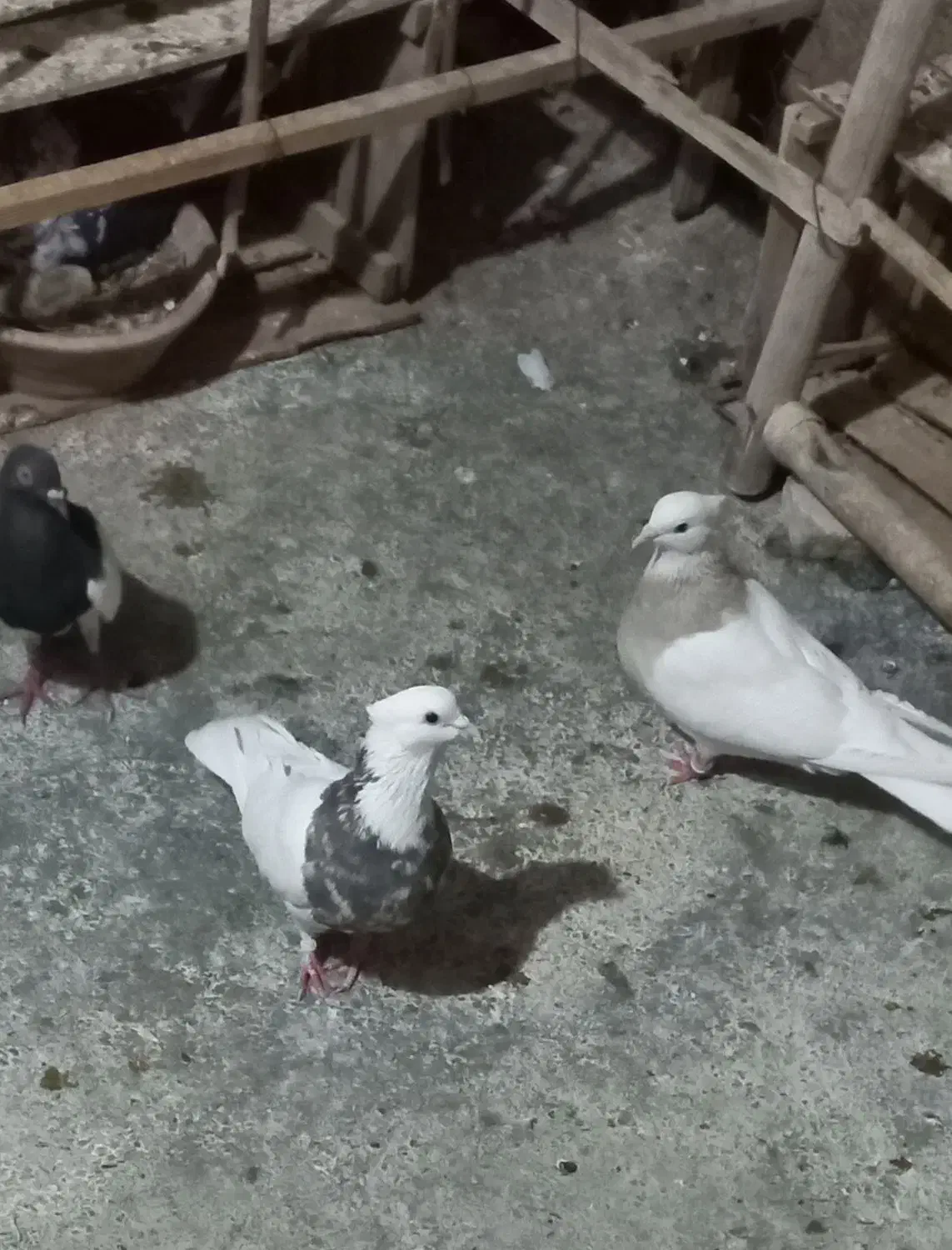 جفت طوق خفت|پرنده|ایلام, |دیوار