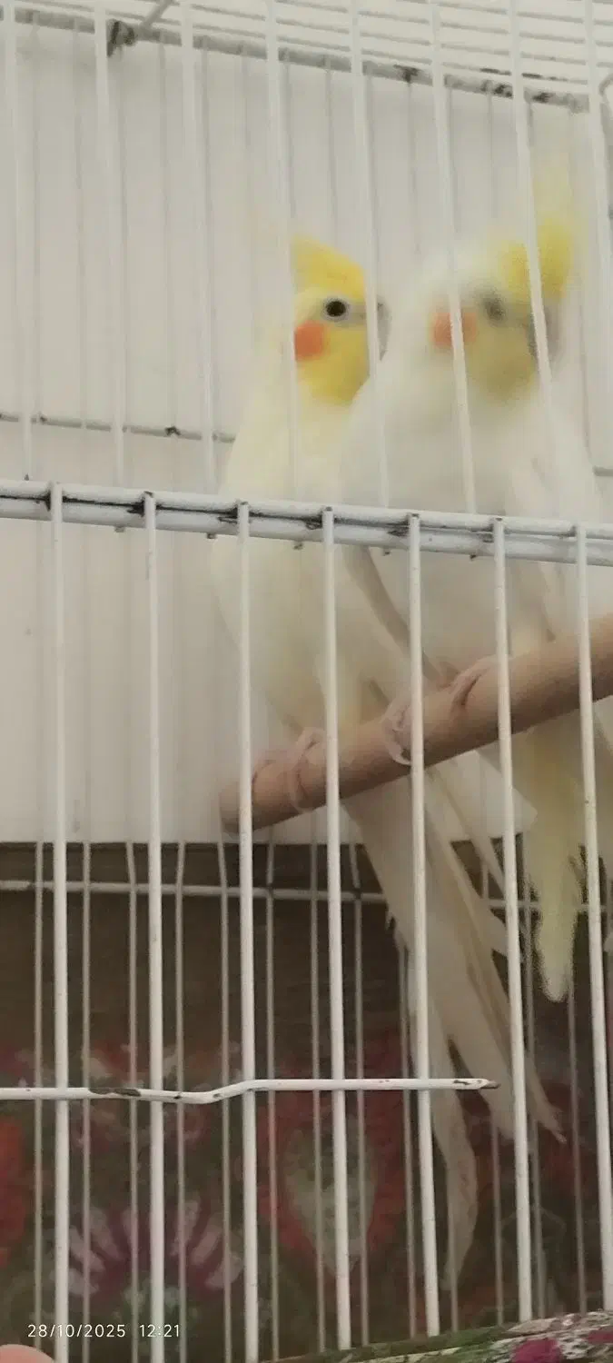 عروس هلندی|پرنده|جغتای, |دیوار