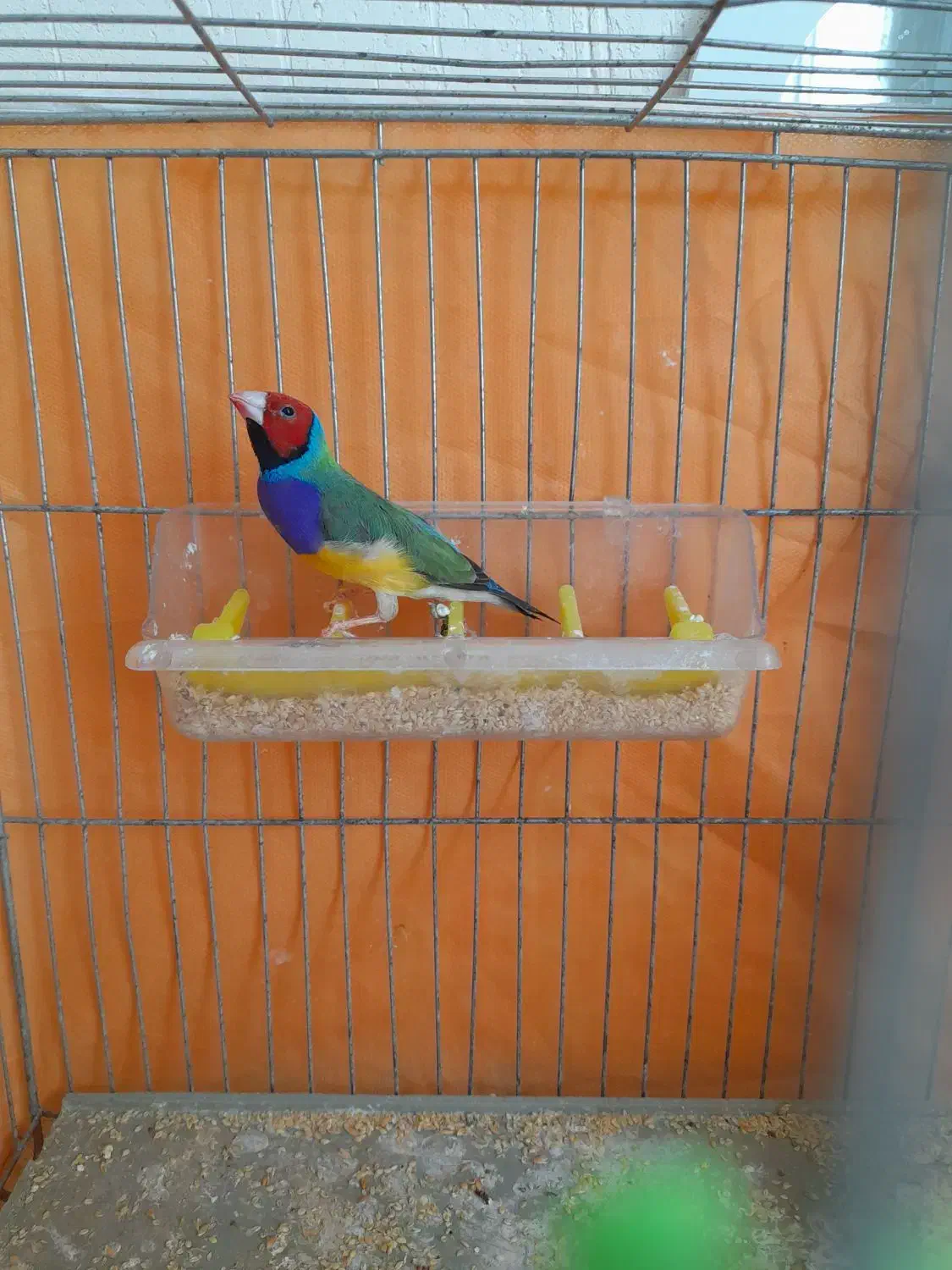 فنچ گلدین نر|پرنده|کوهدشت, |دیوار