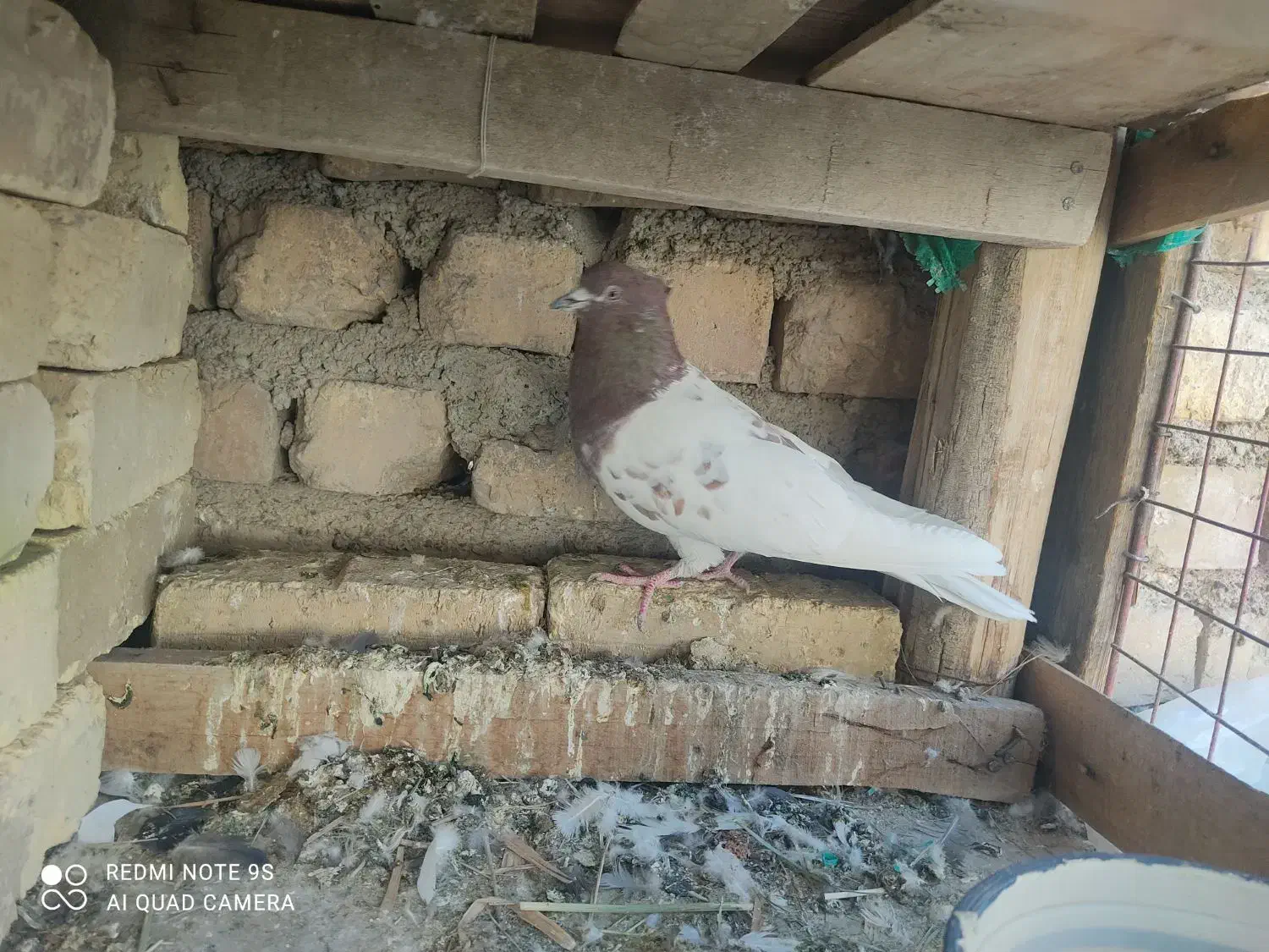 نر کله ای قاب بلند|پرنده|پیر بکران, |دیوار