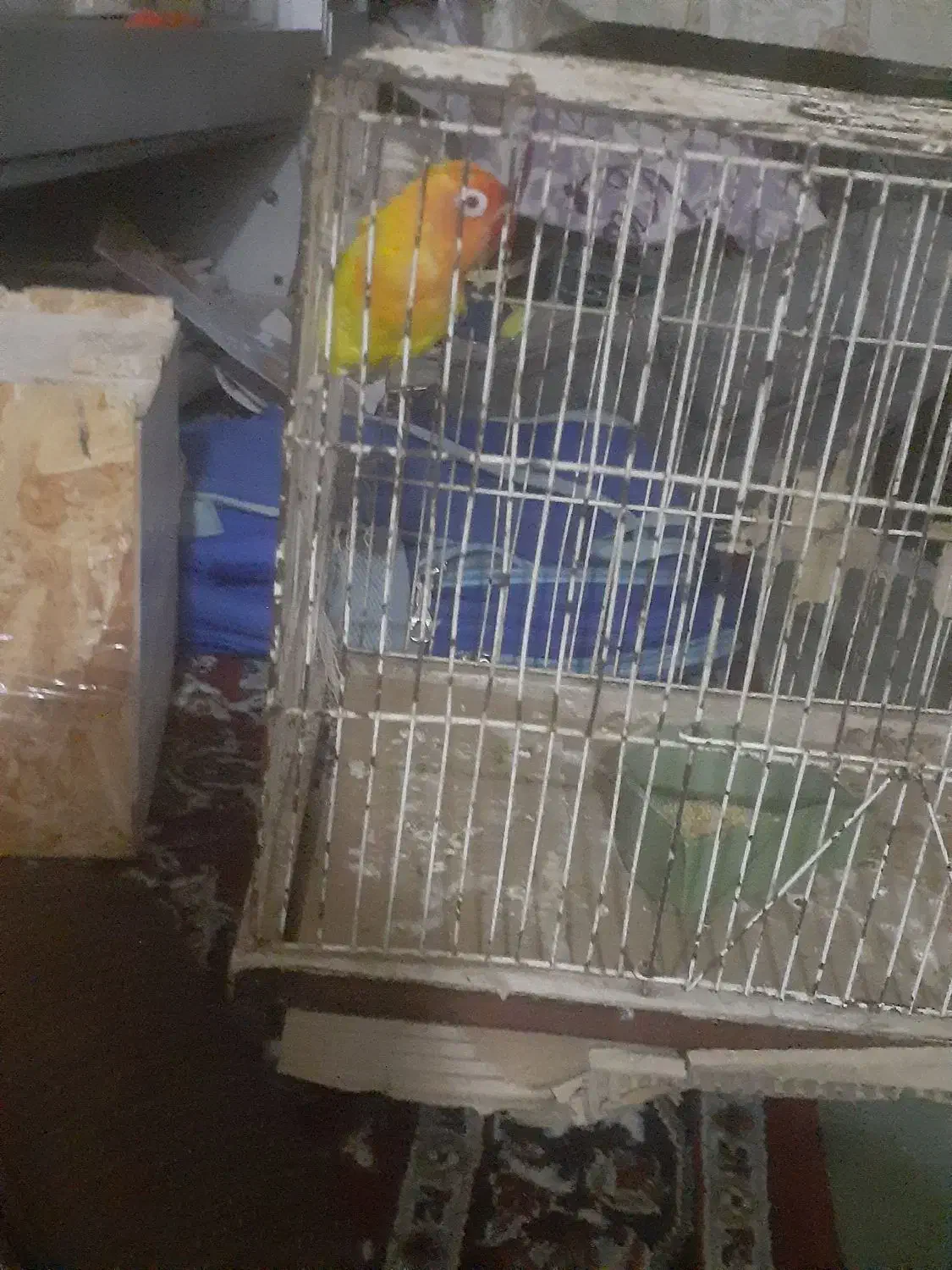 کوتوله جفت|پرنده|میبد, |دیوار