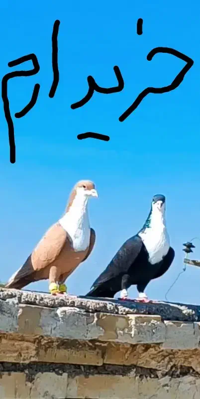 جفت خوشگل|پرنده|زرند, |دیوار