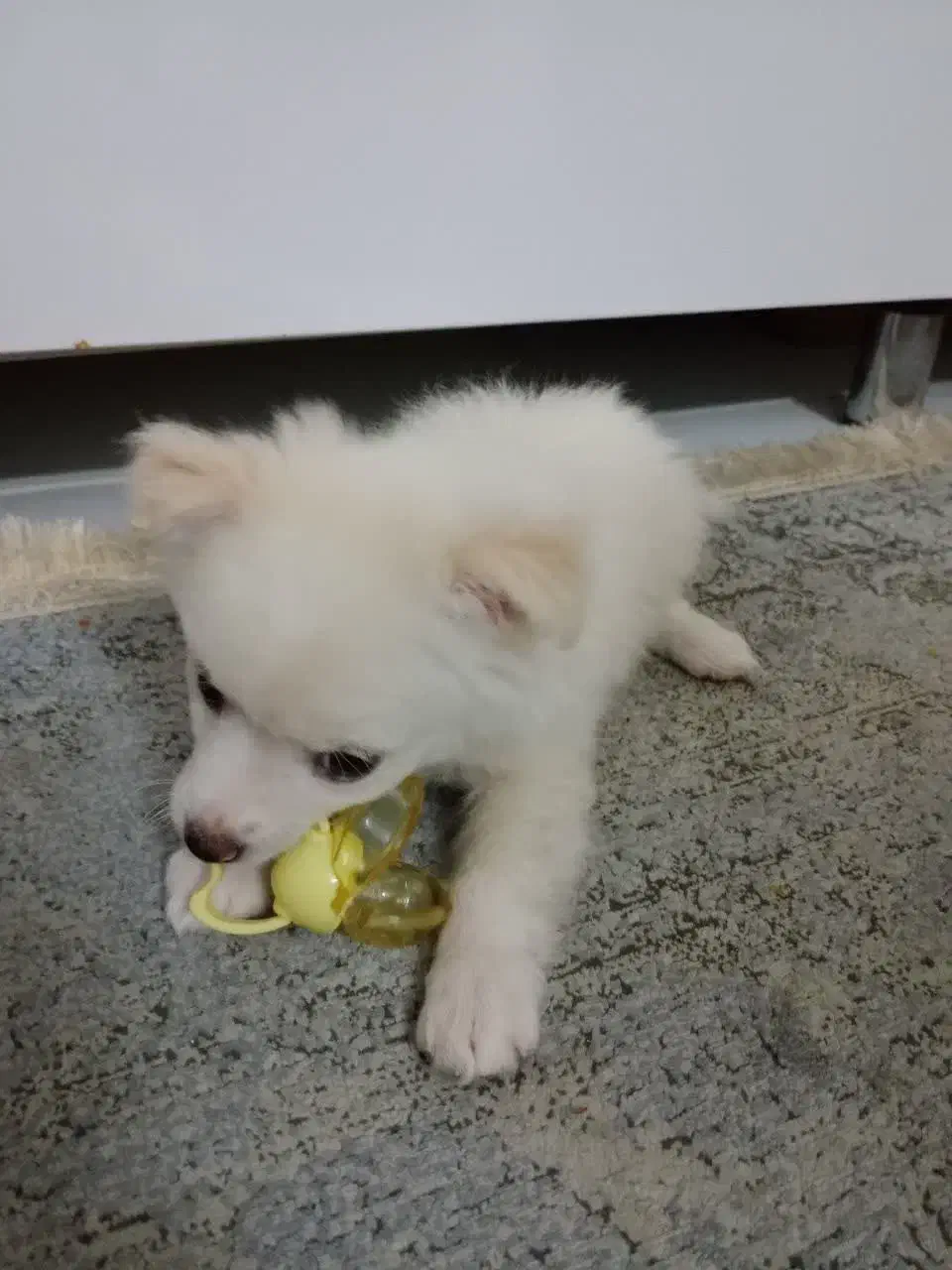 سگ پامرروباهی|سگ|مشهد, ایثارگران|دیوار