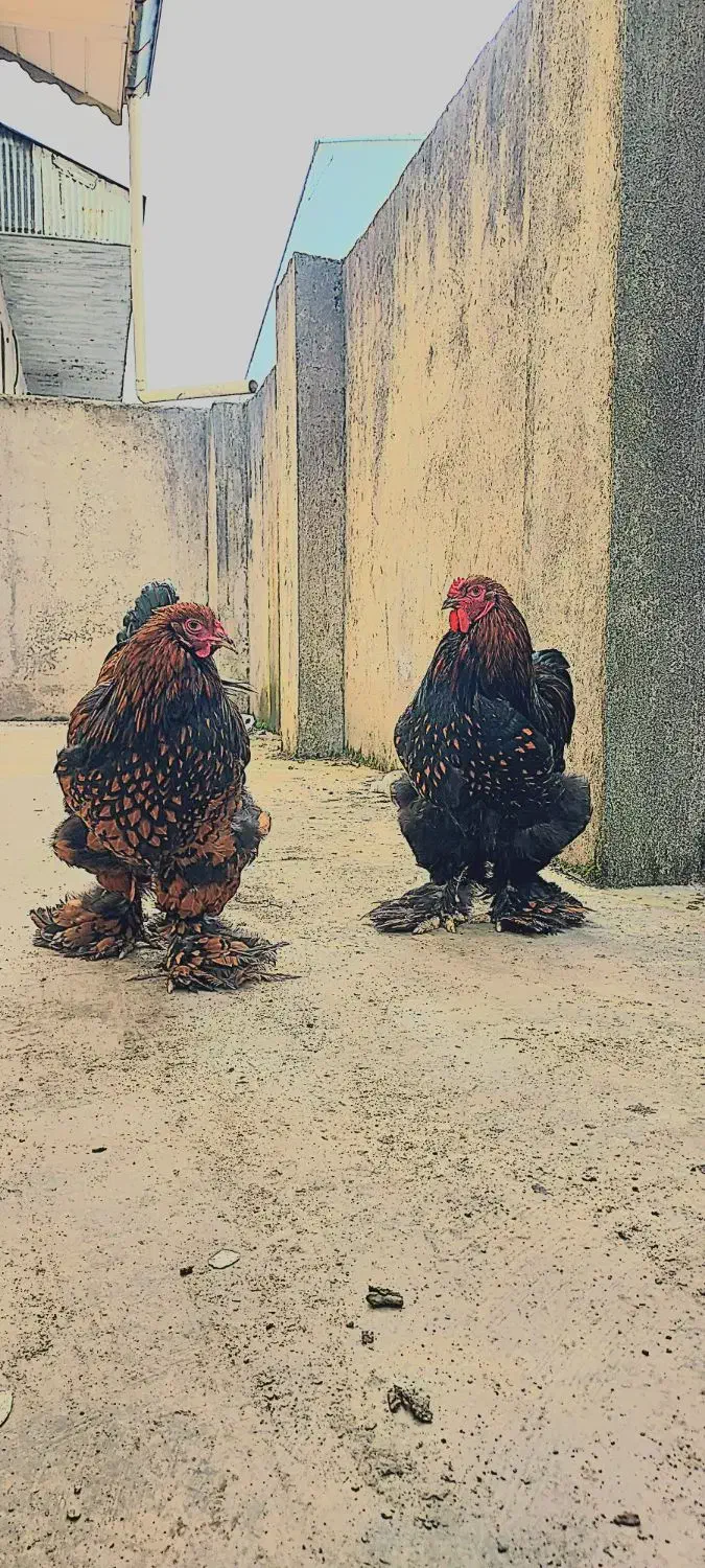 برهما فوق خاص گلد لیسد|حیوانات مزرعه|رشت, شهرک آیت الله منتظری|دیوار