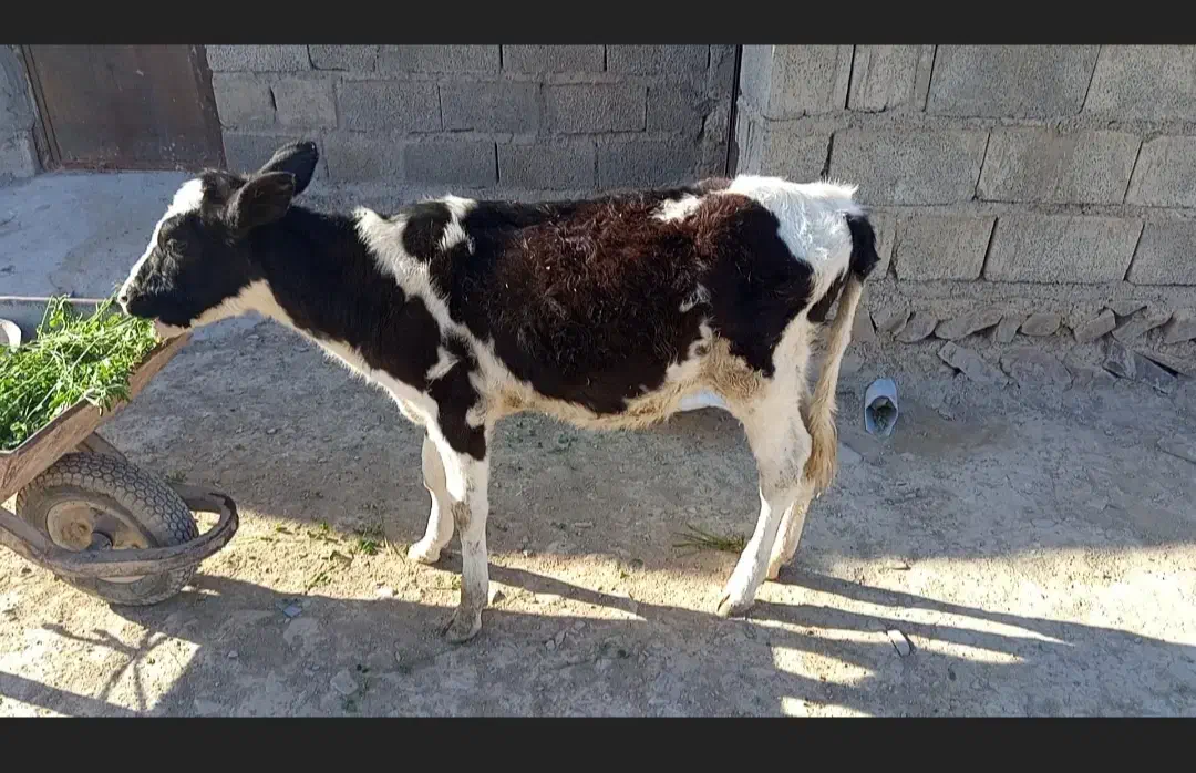 گوساله ماده از گاو هلشتاین اصلی|حیوانات مزرعه|مهرستان, |دیوار