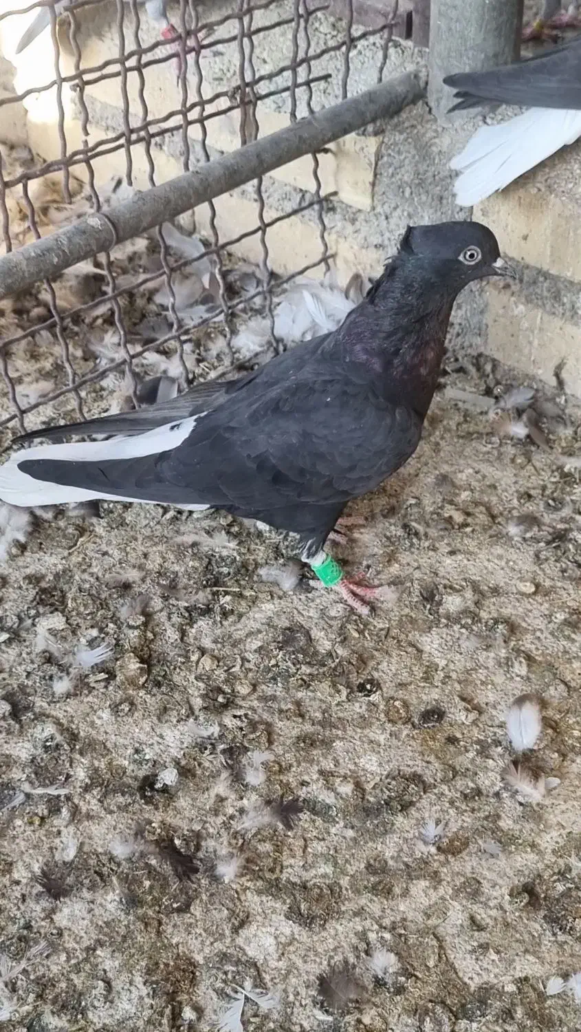 دم سفیده ماده|پرنده|حمیدیه, |دیوار