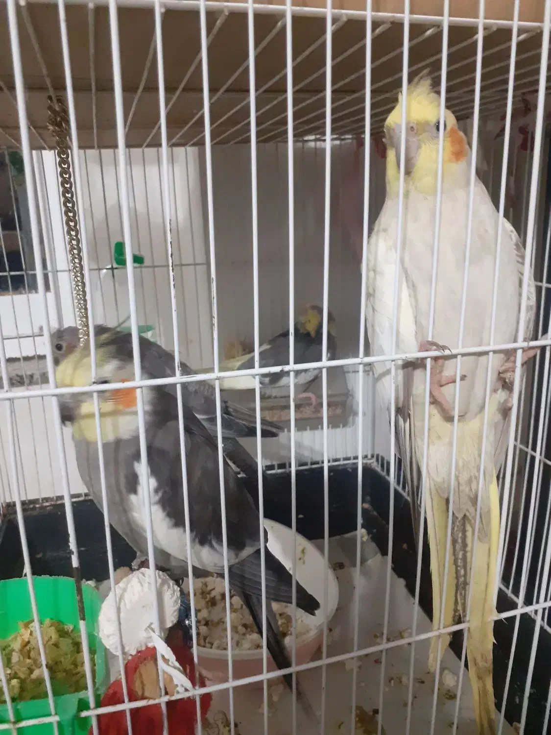 پرنده عروس|پرنده|سنگر, |دیوار