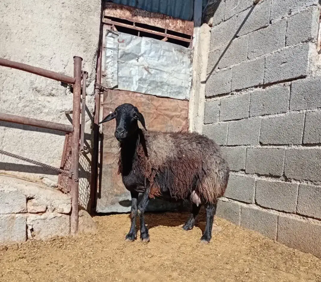 میش قصر|حیوانات مزرعه|هشتگرد, تهران دشت|دیوار