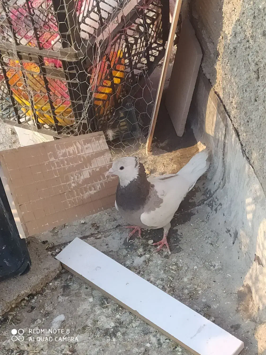 کبوتر طوق فقط۵۰۰|پرنده|یاسوج, |دیوار