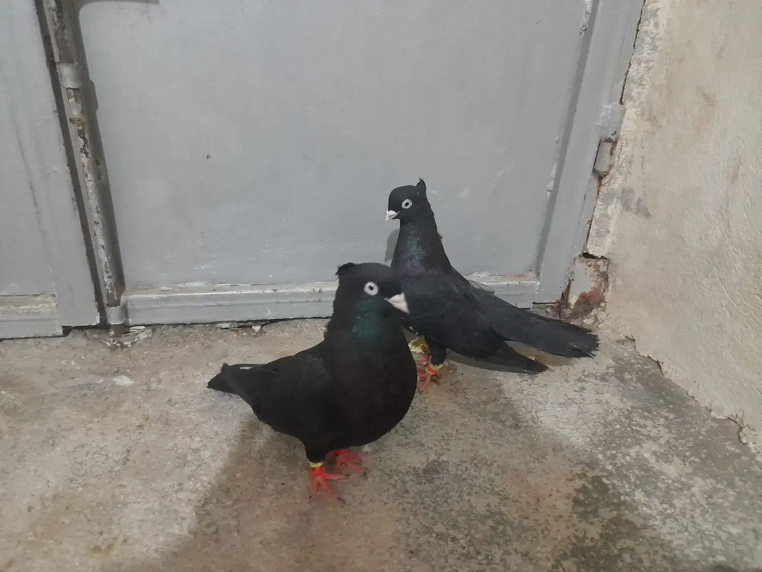 فروش یه جفت زاغ|پرنده|لامرد, |دیوار