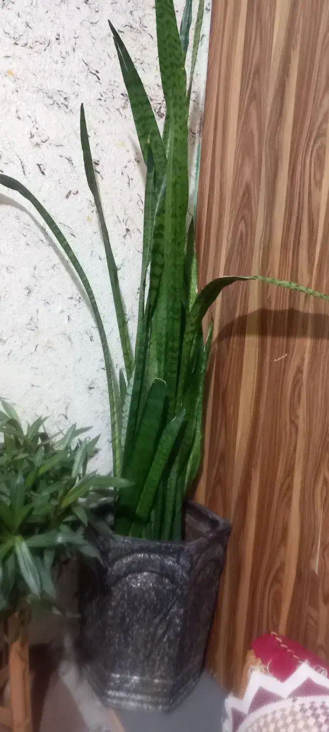 گل وگلدون|گل و گیاه طبیعی|شیراز, گود عربان|دیوار