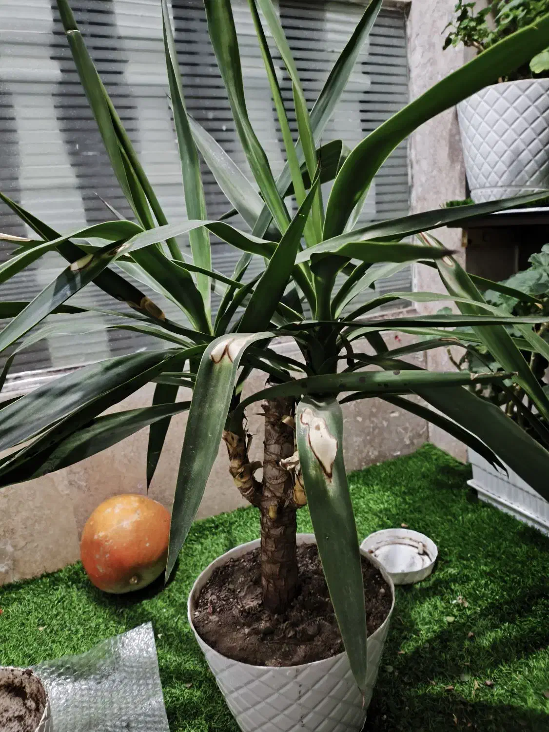 گل طبیعی|گل و گیاه طبیعی|زنجان, |دیوار