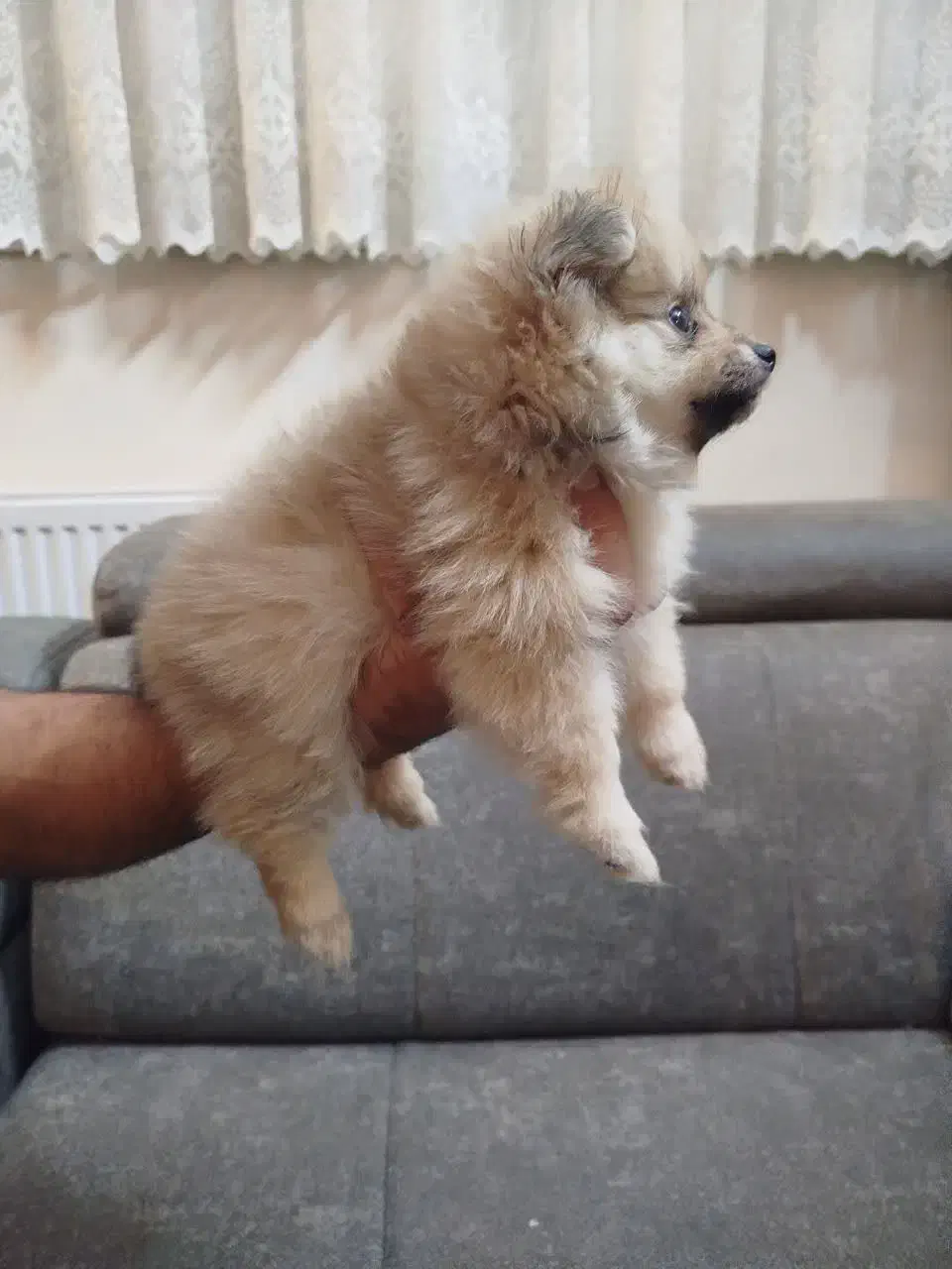 سگ پامر عروسکی|سگ|شاهین‌شهر, فردوسی|دیوار