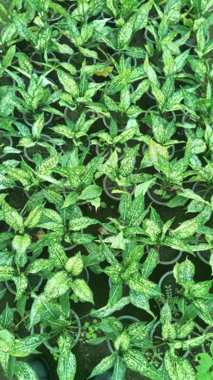 گل آگلونما|گل و گیاه طبیعی|اطاقور, |دیوار