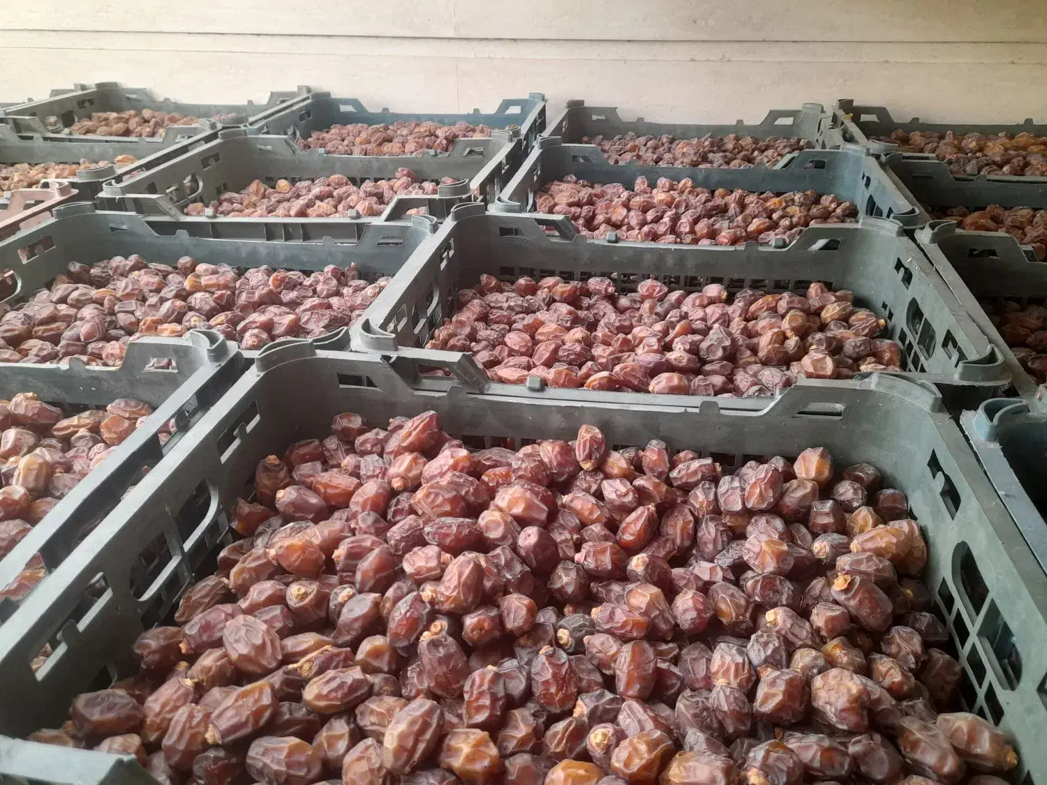 خرما مرداسنگ فله|خوردنی و آشامیدنی|منوجان, |دیوار