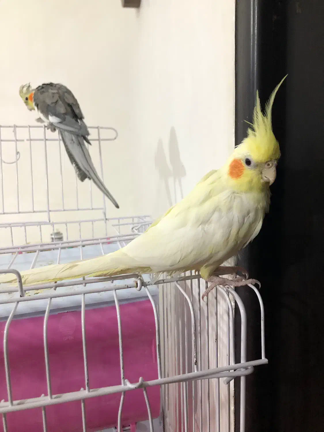 عروس هلندی|پرنده|رشت, جماران|دیوار