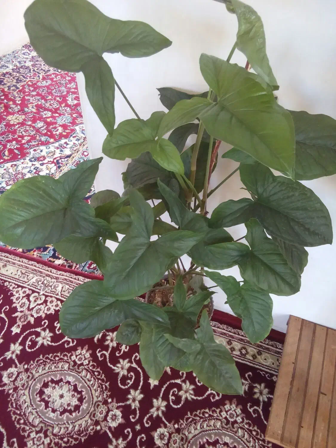 گل ها خیلی شاداب وسرحال|گل و گیاه طبیعی|گلبهار, نوبهار|دیوار