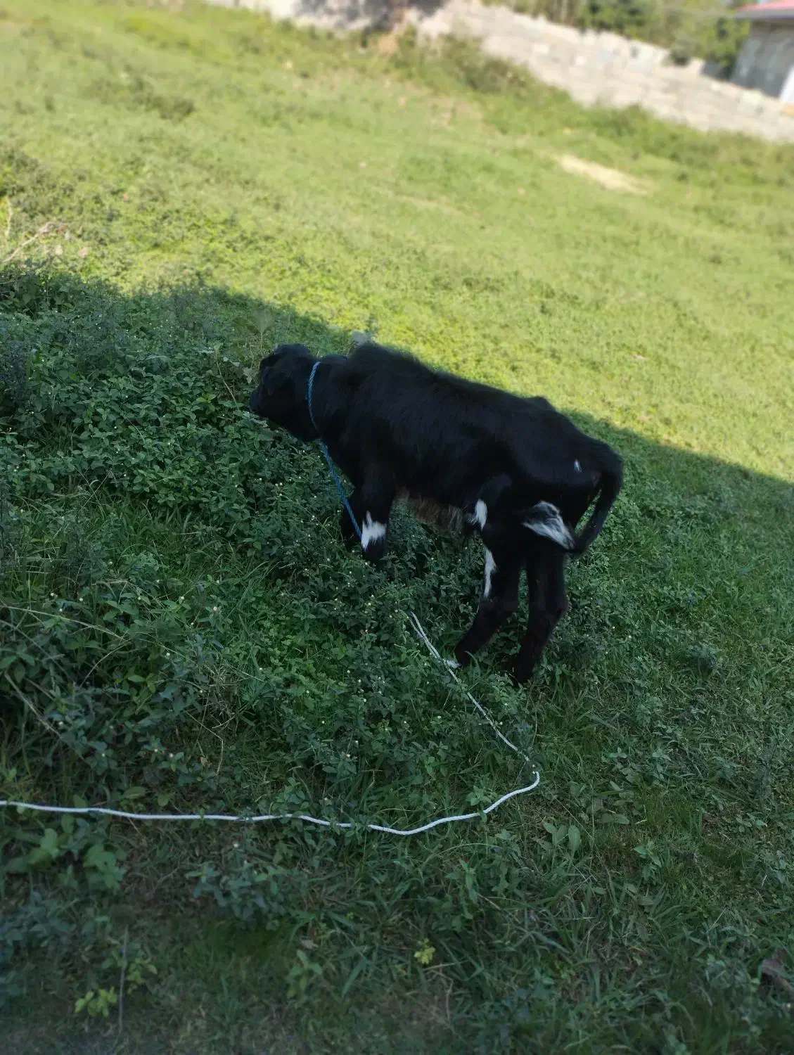 دو عدد ورزا کوله یا گاو نر|حیوانات مزرعه|صومعه‌سرا, |دیوار