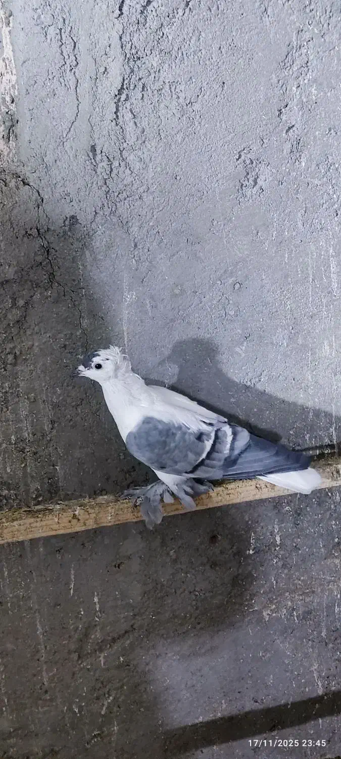 کبوتر رنگی نقش|پرنده|سراوان, |دیوار