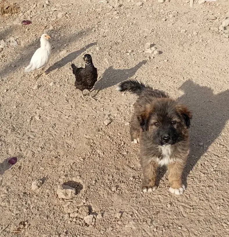 توله قدرجونی|سگ|پیر بکران, |دیوار