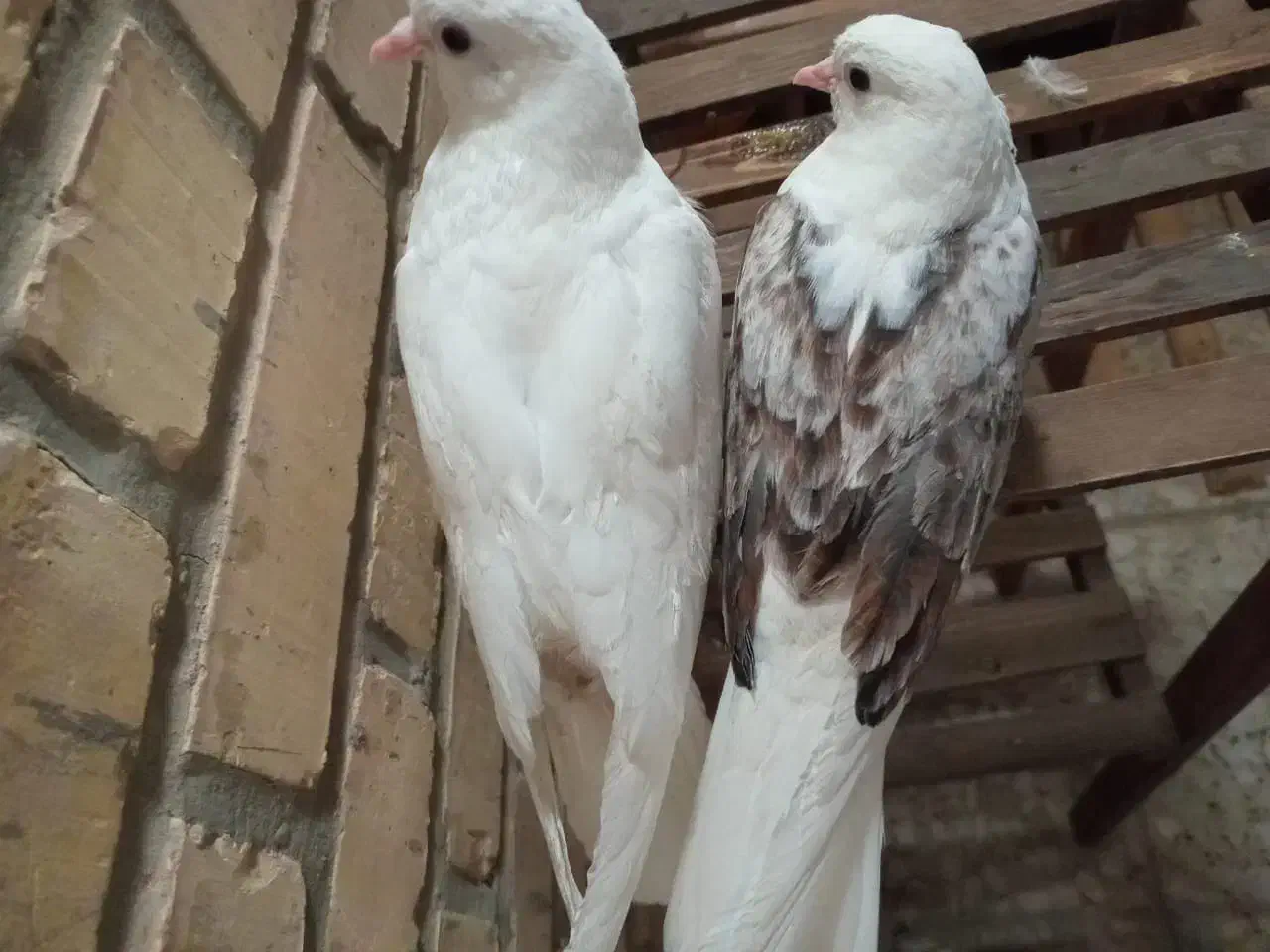 کبوتر دستی|پرنده|شاهین‌شهر, عطار|دیوار