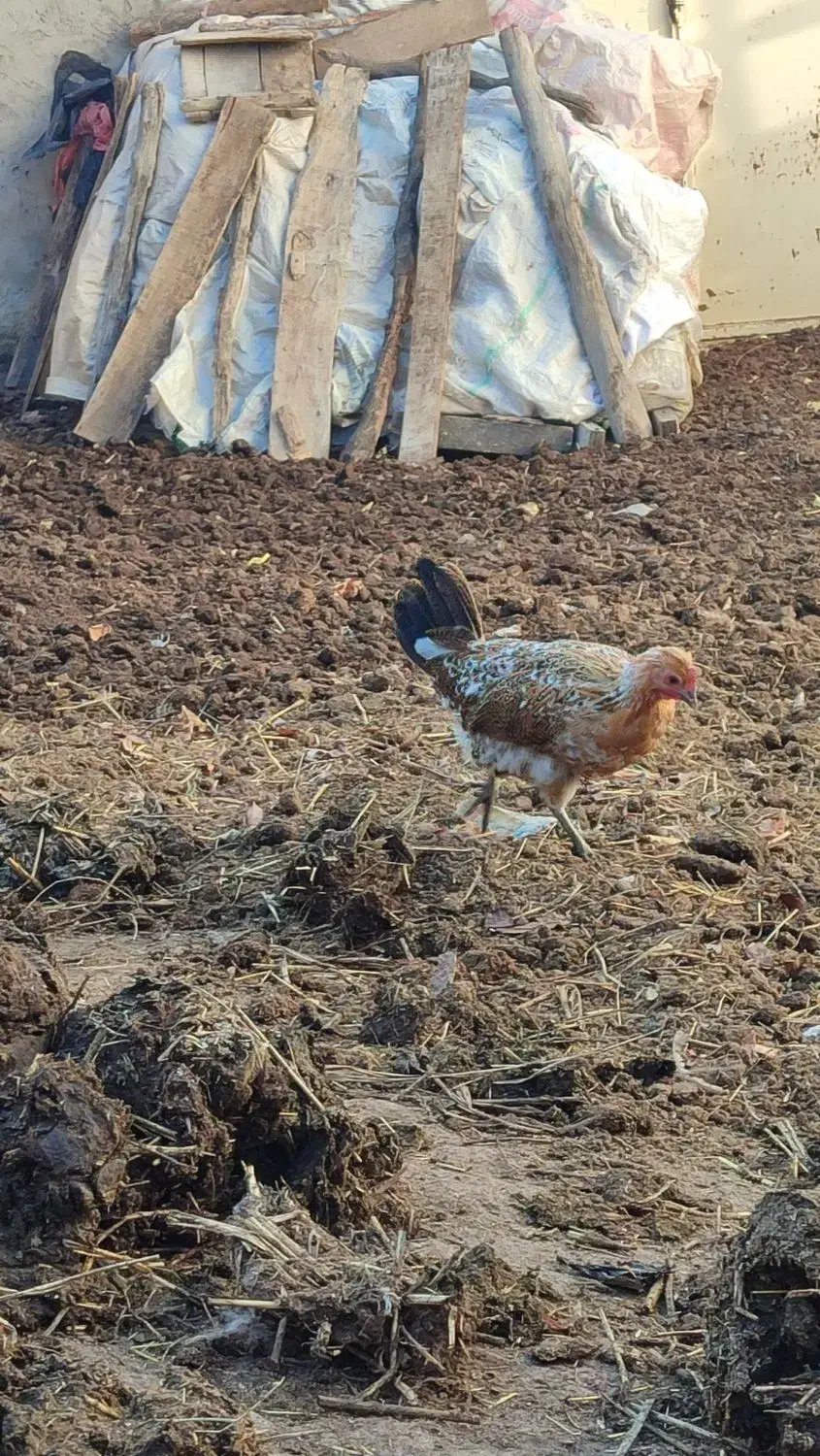 مرغ و خروس گلین|حیوانات مزرعه|ویلکیج, |دیوار