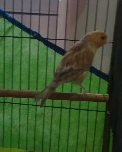 قناری نر آواز خوان|پرنده|شاهینشهر, بنیاد ازدواج|دیوار