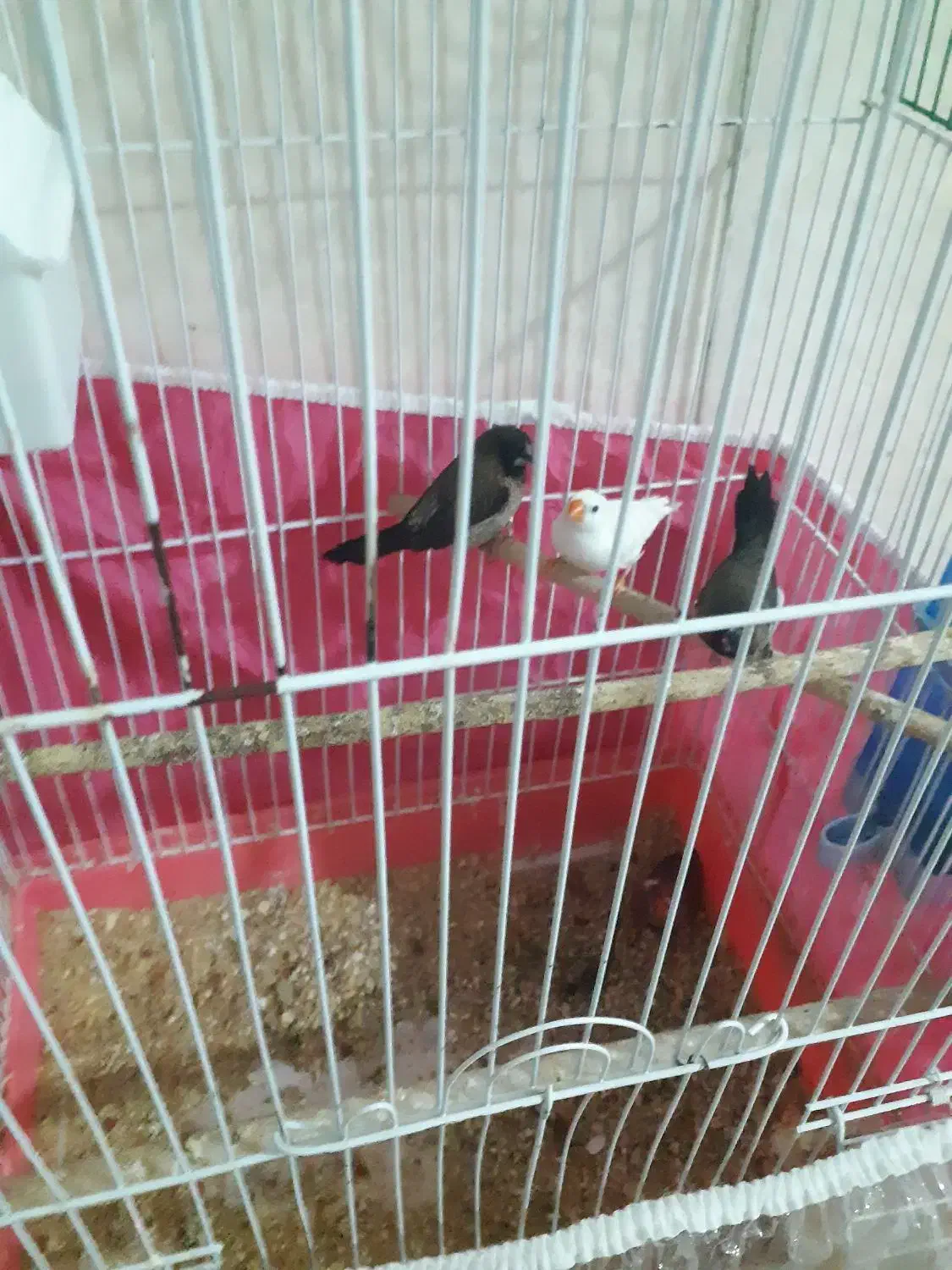 همستر خرگوش لپ فنچ|موش و خرگوش|شاهرود, |دیوار