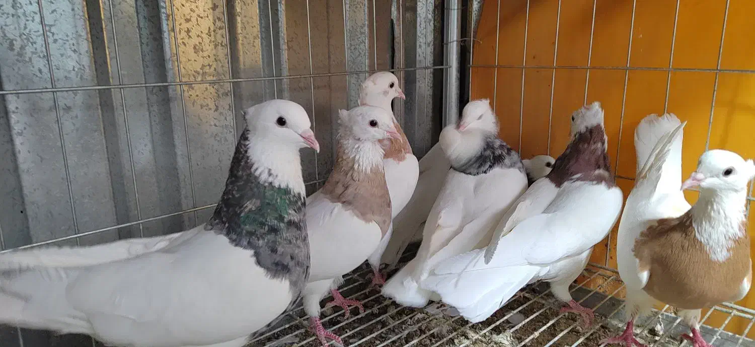 فروش تعدادی طوقی|پرنده|خوسف, |دیوار