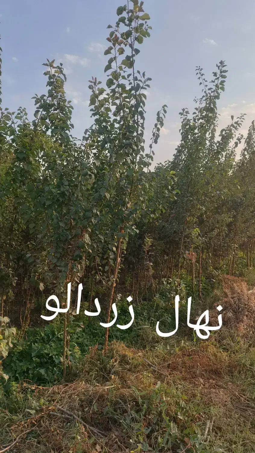 نهالستان پارس درخت گیلاس نهال|خدمات باغبانی و درختکاری|مشهد, خواجه ربیع|دیوار