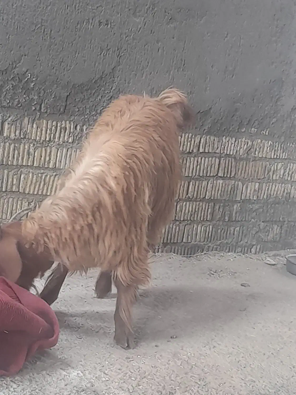 کهره ترکی مودار ذات ملکه|حیوانات مزرعه|جنت, |دیوار