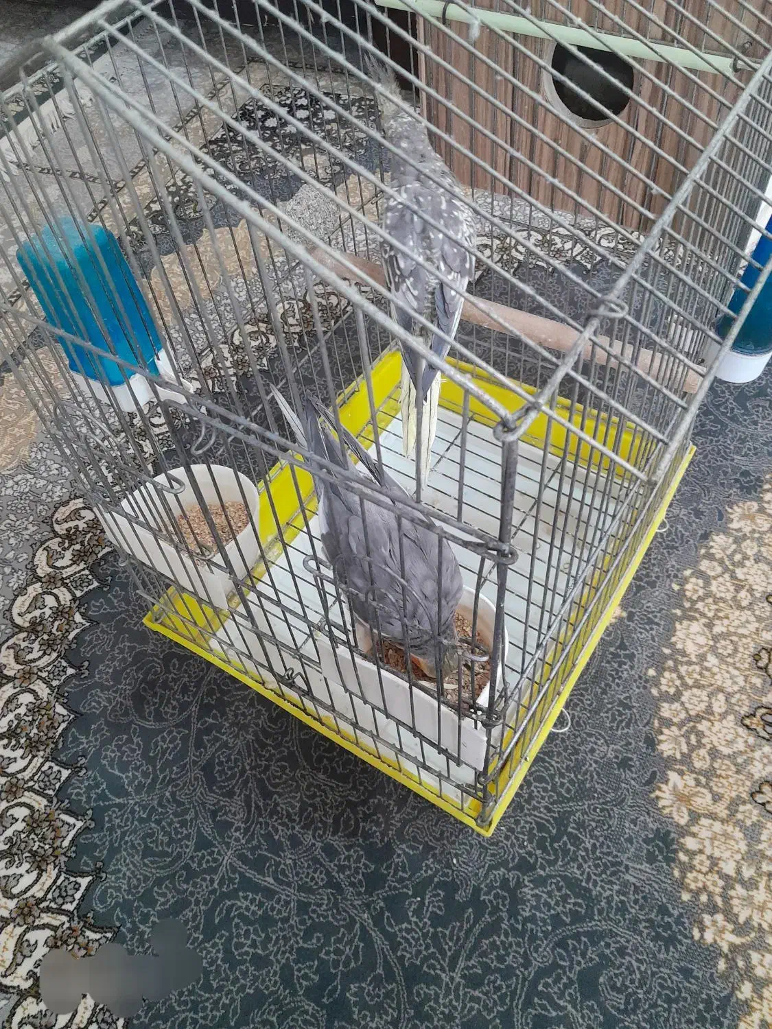 عروسهلندی|پرنده|میانه, |دیوار