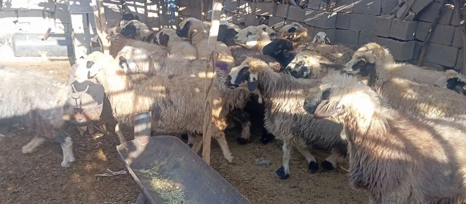 25راس میش داشتی صحرایی|حیوانات مزرعه|ارژن, |دیوار