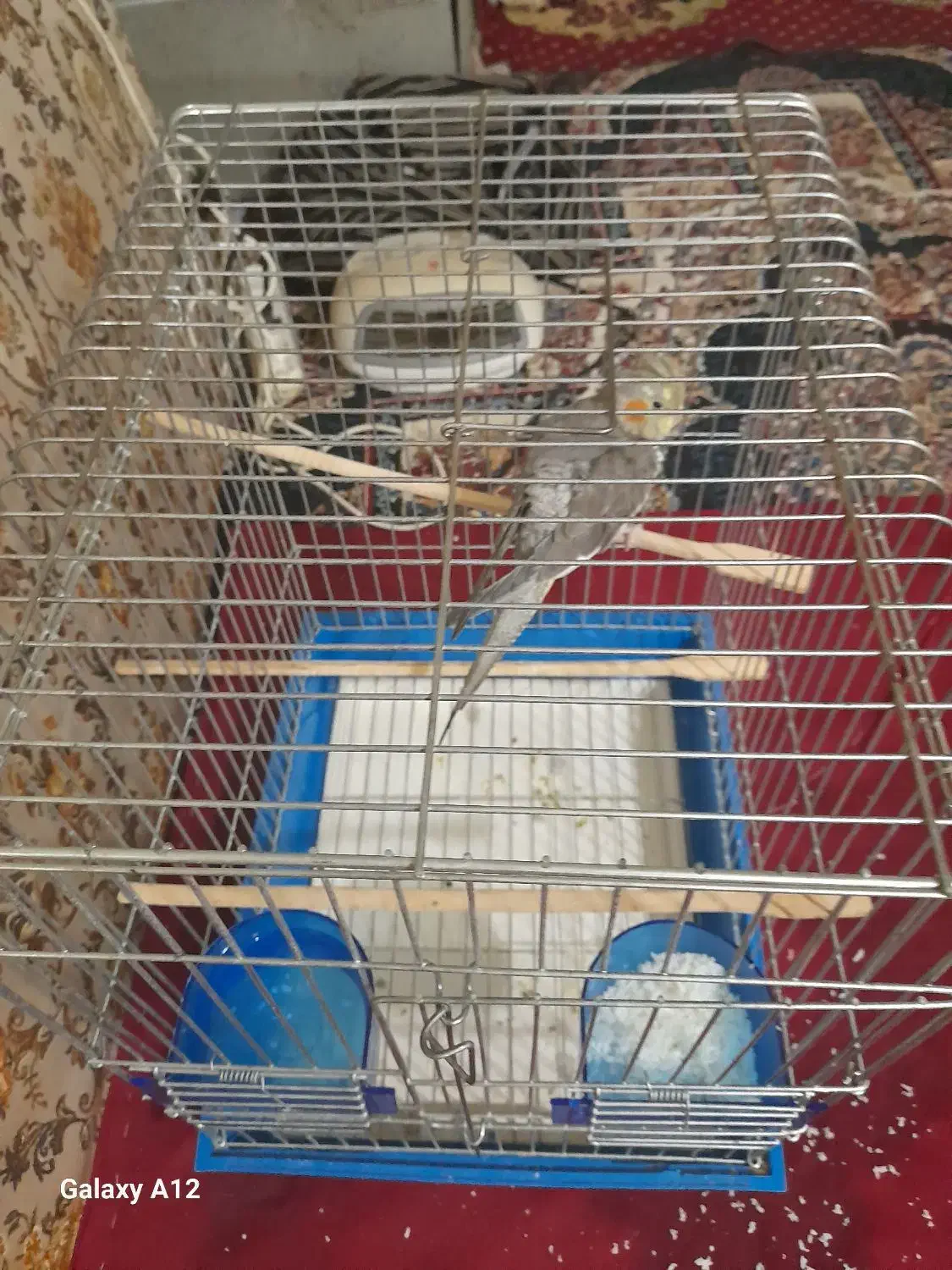 عروس هلندی مرواریدی|پرنده|بندر ماهشهر, |دیوار