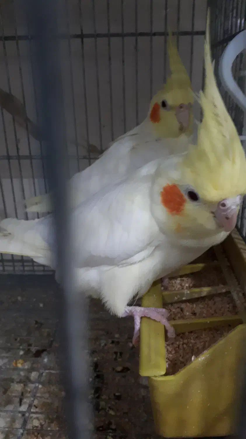 جفت عروس هلندی گرینچیک کوتوله قناری مولدهمه رنگ|پرنده|برخوار, |دیوار