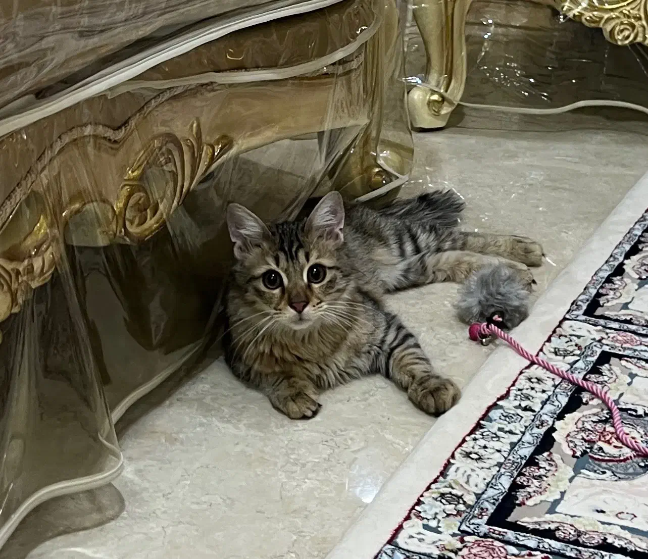 گربه|گربه|تهران, صادقیه|دیوار