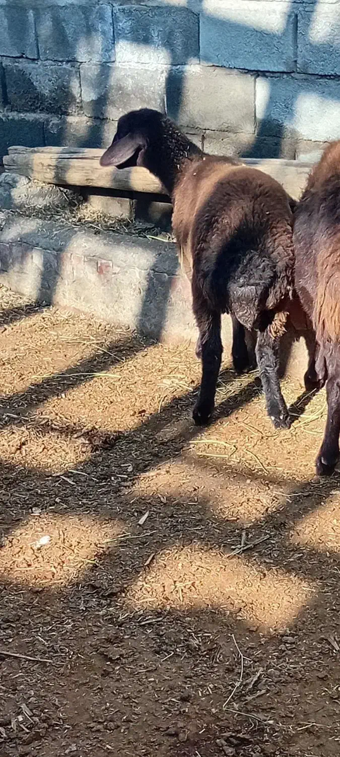 گوسفند بره ماده گوشتی|حیوانات مزرعه|آذرشهر, |دیوار