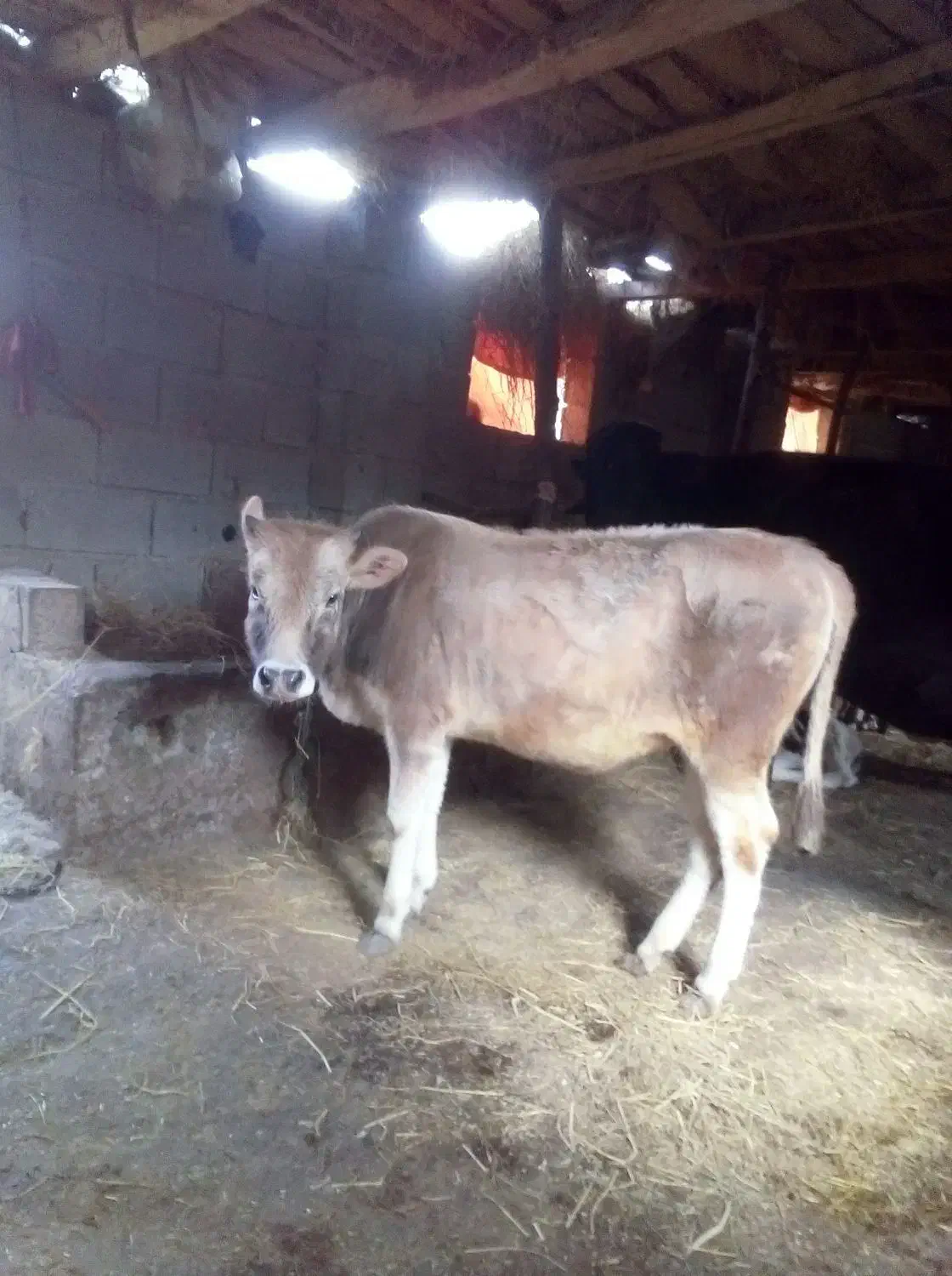 گاو.. گوساله ماده جرسی|حیوانات مزرعه|املش, |دیوار