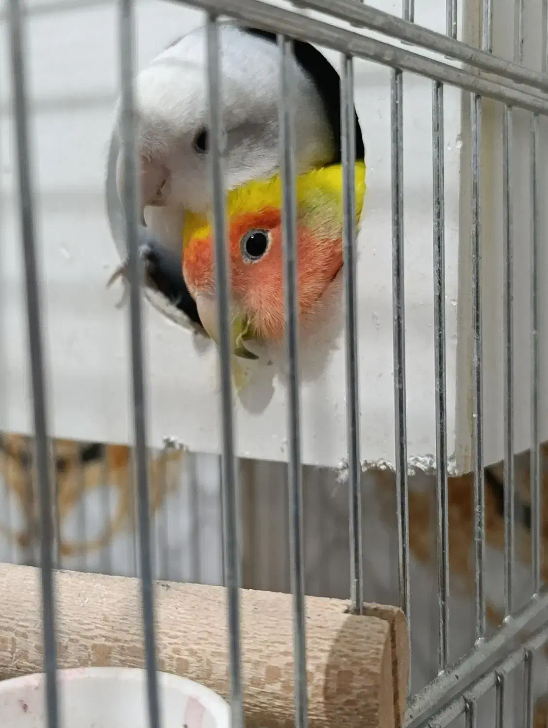 کوتوله برزیلی|پرنده|شیراز, داریون|دیوار