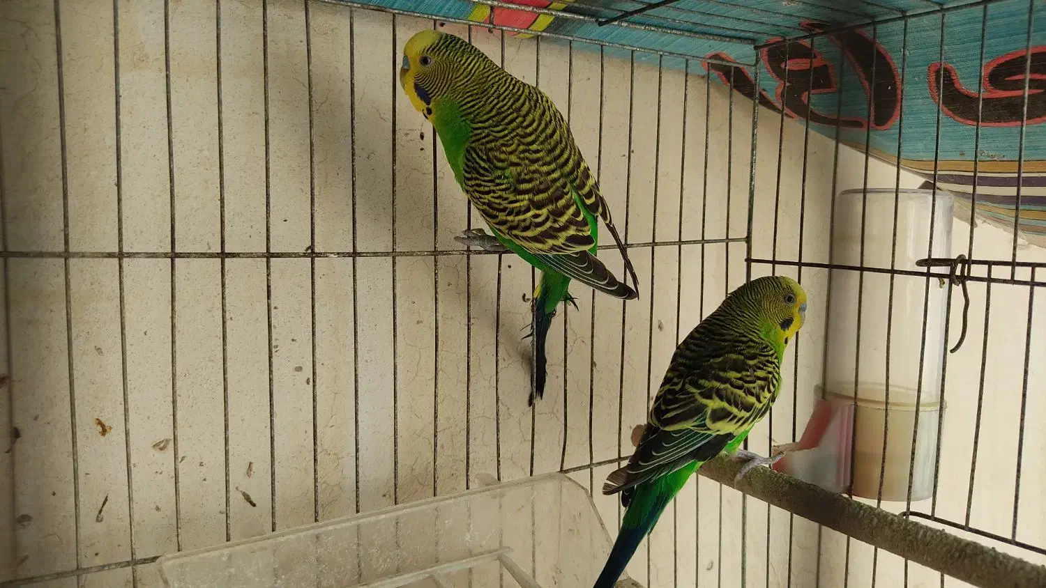 مرغ عشق نر|پرنده|عسلویه, |دیوار