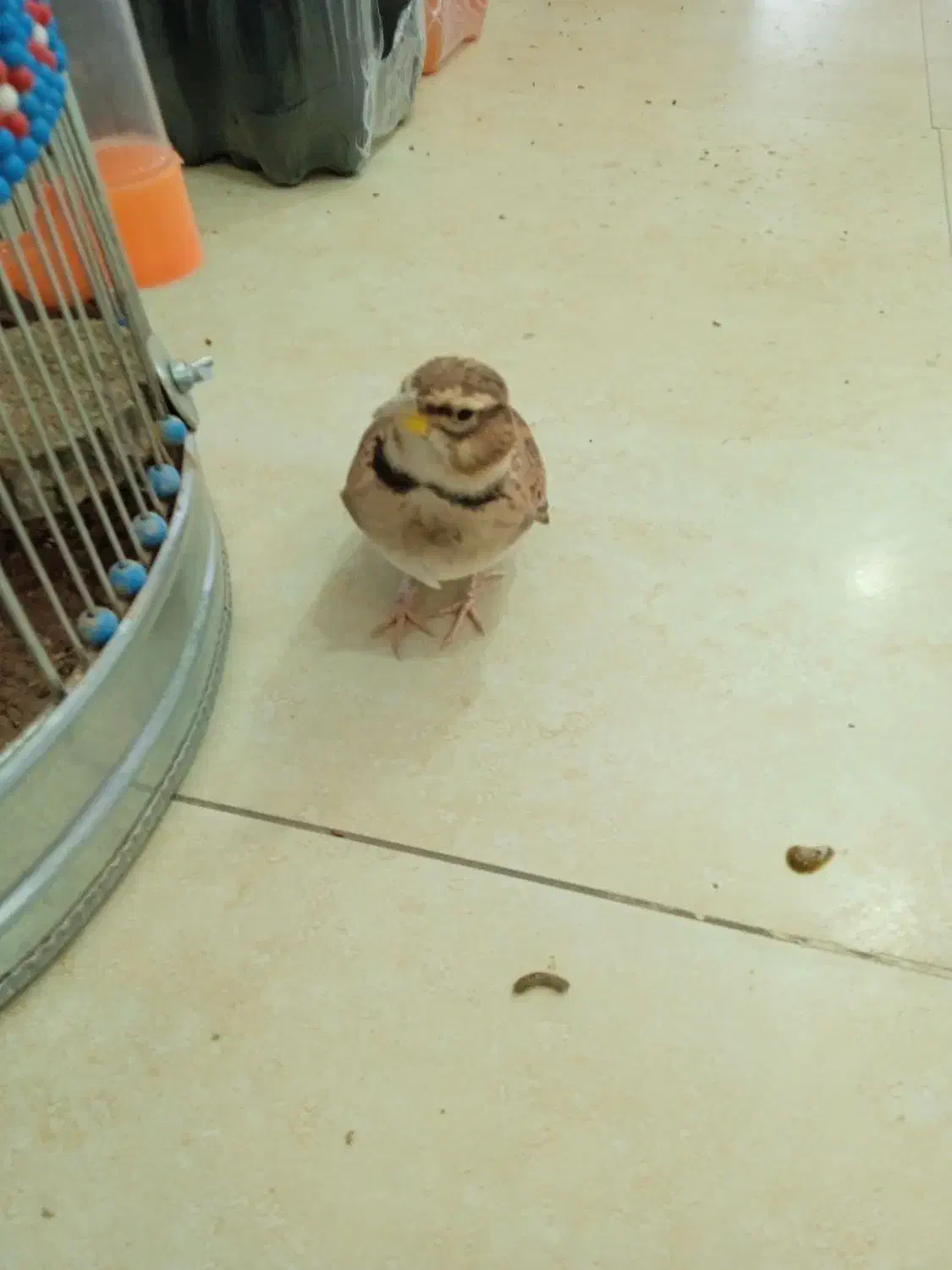 قناری خاکی|پرنده|سیرجان, |دیوار